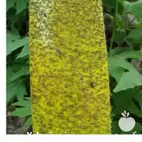 قیمت خرید چسب زرد جذب کننده در تهران در گروه خرید و فروش انواع سم در یکمیوه