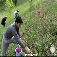 آموزش کاشت و پرورش گیاهان دارویی در گروه دوره آموزش کشاورزی در یکمیوه