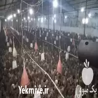 بلدرچین فروش بلدرچین در ساری در گروه مرغ و خروس و بوقلمون و اردک قو قاز در یکمیوه