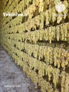 کشمش سبز کاشمر در گروه خرید و فروش آجیل در یکمیوه