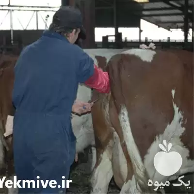 دوره آموزش تلقیح مصنوعی گاو گاومیش در گروه دوره آموزش کشاورزی در یکمیوه -عکس1