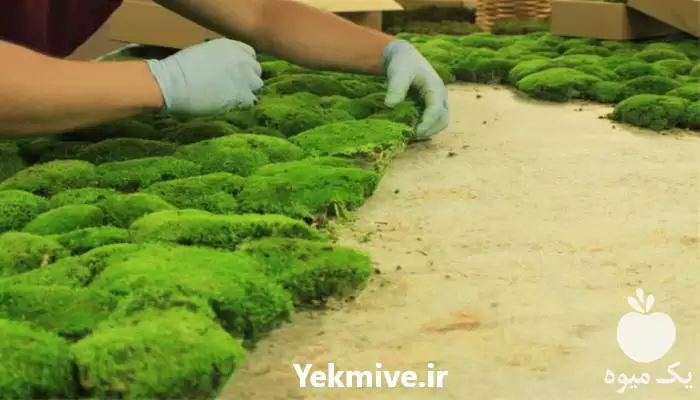 فروش دیوار سبز خزه ای در گروه سازنده در یکمیوه -عکس1