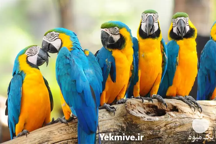 فروش تخم نطفه دار در گروه انواع تخم ها در یکمیوه -عکس1