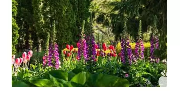 مشاوره خدمات باغبانی در گروه خدمات پیوند درخت در یکمیوه -عکس1