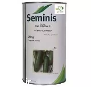 توزیع فروش بذر خیار رویال سمینیس در شیراز در گروه خرید و فروش بذر خیار در یکمیوه -عکس1
