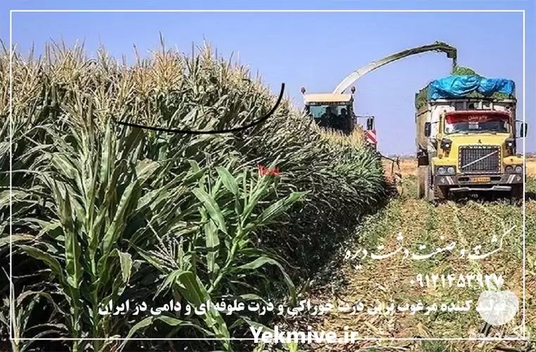 فروش ذرت علوفه ای دانه دار در تهران در گروه خوراک دام و طیور در یکمیوه -عکس1