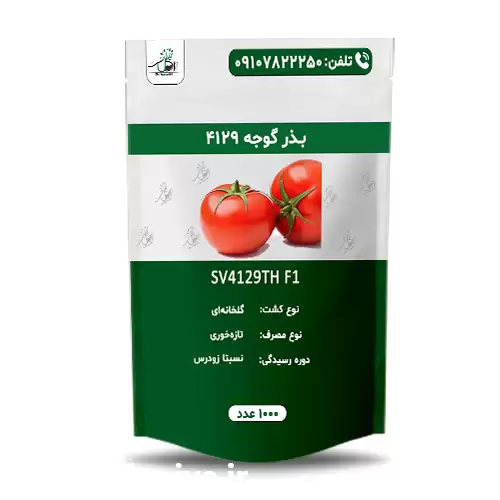 قیمت خرید عمده بذر گوجه 4129 در زنجان در گروه خرید و فروش بذر گوجه در یکمیوه -عکس1