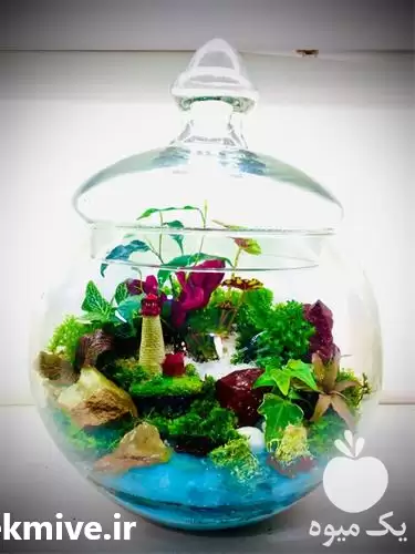 فروش طراحی تراریوم با زیباترین گیاهان در گروه خرید و فروش گیاهان زینتی در یکمیوه -عکس1