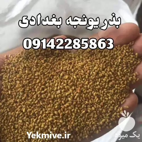 قیمت فروش بذر یونجه بغدادی در گروه خرید و فروش بذر یونجه در یکمیوه -عکس1