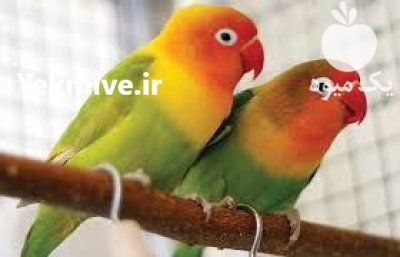فروش انواع پرنده در تهران در گروه خرید و فروش انواع پرنده در یکمیوه -عکس1