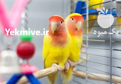 فروش انواع پرنده در تهران در گروه خرید و فروش انواع پرنده در یکمیوه -عکس4