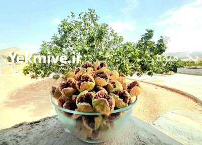 انجیر تازه محصول 1402 در استهبان در گروه خرید و فروش انجیر در یکمیوه -عکس1