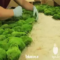 فروش دیوار سبز خزه ای در گروه سازنده در یکمیوه