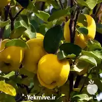 قیمت خرید نهال در ارومیه در گروه خرید و فروش نهال به در یکمیوه