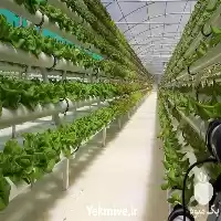 مشاوره ساخت محلول کشت هیدروپونیک در تهران در گروه مشاوره گیاه پزشکی در یکمیوه
