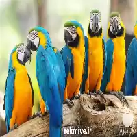 فروش تخم نطفه دار در گروه انواع تخم ها در یکمیوه