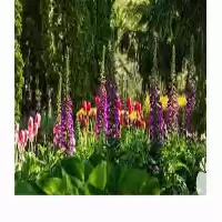 مشاوره خدمات باغبانی در گروه خدمات پیوند درخت در یکمیوه