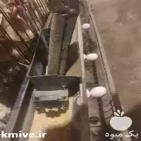 قیمت خرید دستگاه تنظیم دانخوری مرغ در مشهد در گروه تجهیزات مرغداری در یکمیوه