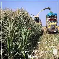 فروش ذرت علوفه ای دانه دار در تهران در گروه خوراک دام و طیور در یکمیوه