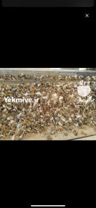 کود مرغ سالنی کود مرغ خالص در گروه خرید و فروش کود مرغی در یکمیوه