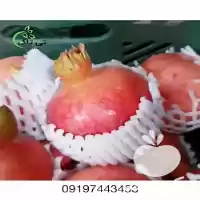 فروش فوم انار و خربزه در ارومیه در گروه انواع بسته بندی محصول در یکمیوه