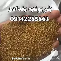 قیمت فروش بذر یونجه بغدادی در گروه خرید و فروش بذر یونجه در یکمیوه