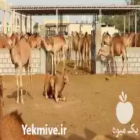 فروش دوره پرورش شتر و شترداری در تهران در گروه دوره آموزش کشاورزی در یکمیوه