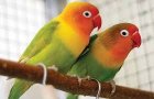 فروش انواع پرنده در تهران در گروه خرید و فروش انواع پرنده در یکمیوه