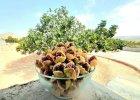 انجیر تازه محصول 1402 در استهبان در گروه خرید و فروش انجیر در یکمیوه