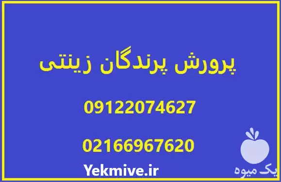 پرورش پرندگان زینتی قناری در تهران در گروه دوره آموزش کشاورزی در یکمیوه -عکس1