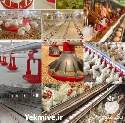 قیمت خرید آبخوری اتوماتیک مرغداری در گروه تجهیزات مرغداری در یکمیوه -عکس1
