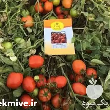 قیمت خرید بذر گوجه فرنگی زودرس در هرمز در گروه خرید و فروش بذر گوجه در یکمیوه -عکس1