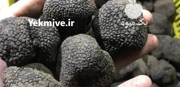 فروش قارچ دنبلان کوهی سیاه در بهشهر در گروه خرید و فروش قارچ در یکمیوه -عکس1