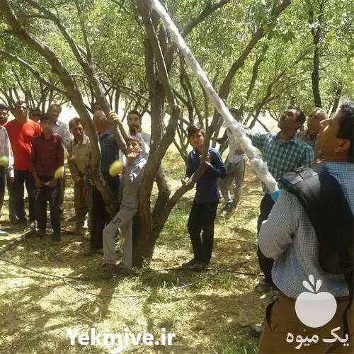 قیمت خرید دستگاه شیکر گردو تکان در اصفهان در گروه خرید و فروش گردو در یکمیوه -عکس1