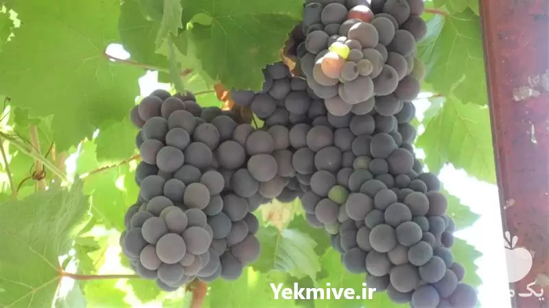فروش نهال انگور مویز در خرم‌ آباد در گروه خرید و فروش نهال انگور در یکمیوه -عکس1