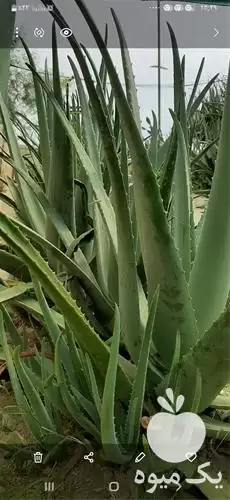 پاجوش آلوئه ورا خوراکی در تهران در گروه خرید و فروش پاجوش گل و گیاه در یکمیوه -عکس1