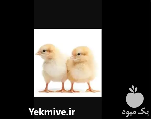 قیمت خرید انواع جوجه گوشتی یک در گروه مرغ و خروس و بوقلمون و اردک قو قاز در یکمیوه -عکس1