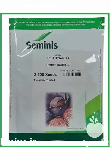 قیمت خرید بذر کلم پیچ رد در اصفهان در گروه خرید و فروش بذر صیفی جات در یکمیوه -عکس1