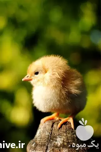 قیمت خرید جوجه گوشتی در تهران در گروه مرغ و خروس و بوقلمون و اردک قو قاز در یکمیوه -عکس1