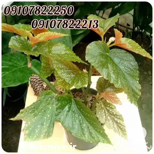 قیمت خرید عمده انواع گل بگونیا در زنجان در گروه خرید و فروش گیاهان زینتی در یکمیوه -عکس1