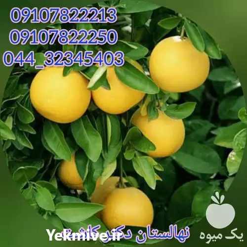 فروش عمده نهال گریپ فروت انواع در تهران در گروه خرید و فروش نهال در یکمیوه -عکس1