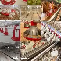 قیمت خرید آبخوری اتوماتیک مرغداری در گروه تجهیزات مرغداری در یکمیوه