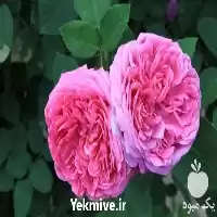 نهال گل محمدی در گروه خرید و فروش نهال گل محمدی در یکمیوه