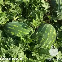 فروش عرضه بذر هندوانه آدنا در گروه خرید و فروش بذر هندوانه در یکمیوه