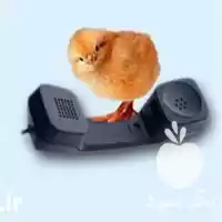 کارگاه آموزشی پرورش مرغ مادر جوجه در گروه دوره آموزش کشاورزی در یکمیوه