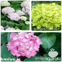 فروش درختچه هورتانسیا در گروه خرید و فروش گیاهان زینتی در یکمیوه