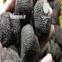 فروش قارچ دنبلان کوهی سیاه در بهشهر در گروه خرید و فروش قارچ در یکمیوه