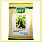 فروش بذر خیار گلخانه ای گالاردو در اهواز در گروه خرید و فروش بذر خیار در یکمیوه