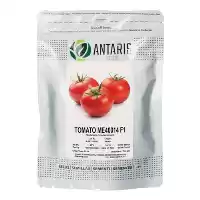 قیمت خرید بذر گوجه فرنگی me 40014 در گرگان در گروه خرید و فروش بذر گوجه در یکمیوه