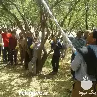 قیمت خرید دستگاه شیکر گردو تکان در اصفهان در گروه خرید و فروش گردو در یکمیوه